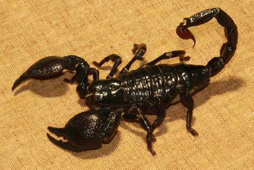  คำอธิบายภาพ : 5-Most-Dangerous-Scorpions-in-the-World-05 